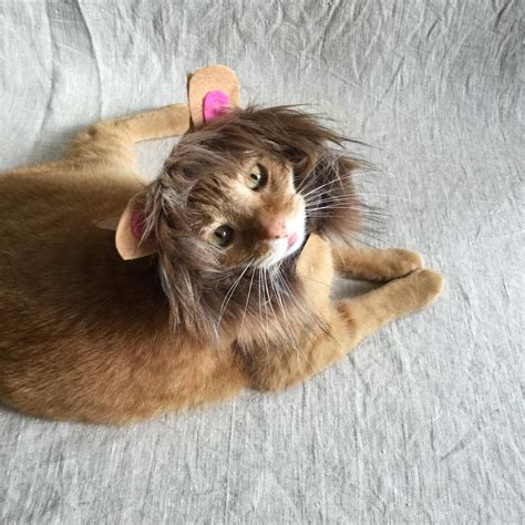 Lion Costume for Cats | Etsy | Cat costumes, Lion costume, Cats