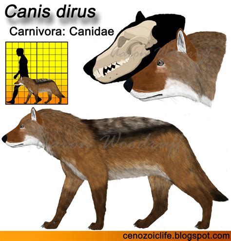 Canis dirus model by CenozoicKing on DeviantArt