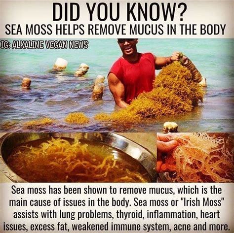 Pin by Celeste 👑 on Natural minerals in 2020 | Sea moss, Vegan news, Seamoss benefits