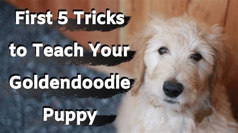 Goldendoodle Pet Coaching (First 5 tips to coach your Goldendoodle ...