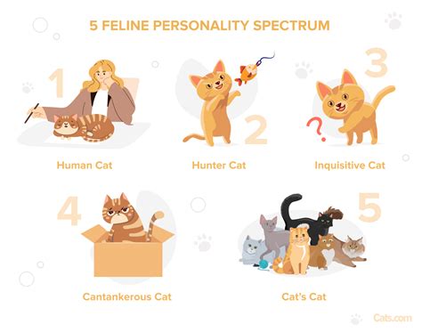 The 5 Cat Personality Types: Which Is Your Cat? - Cats.com