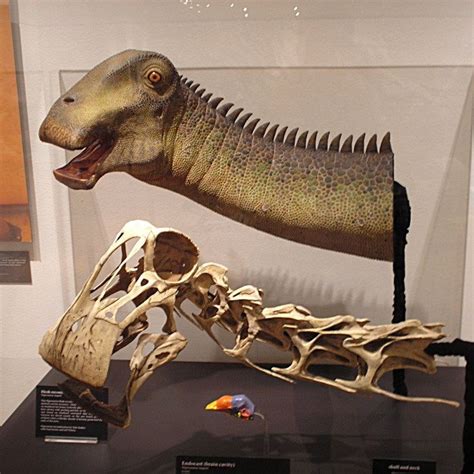 Nigersaurus Fossil - Unveiling the Ancient Secrets of Paleontology