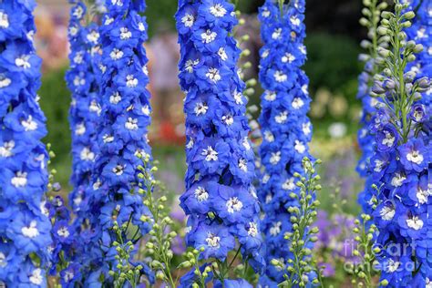 Delphinium Aurora Blue Flowers Photograph by Tim Gainey