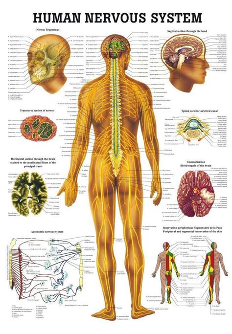 Rudiger Anatomie - The Human Nervous System Laminated Anatomy Chart