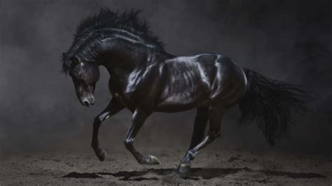 Black Horse Wallpaper Desktop