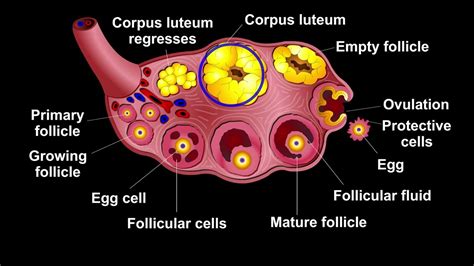 What is Corpus luteum? - YouTube