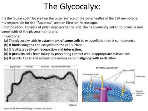 Glycocalyx | Cell membrane, Plasma membrane, Membrane