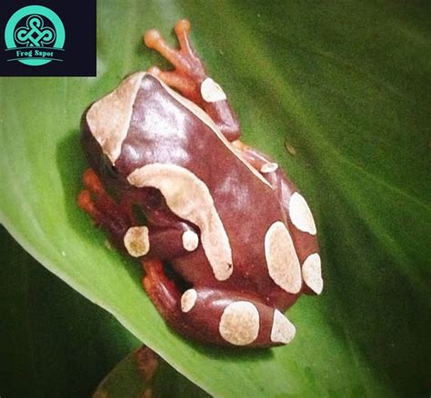 clown tree frog - Captive Bred Reptiles For Sale from Breeders Worldwide