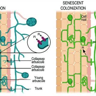 Application of mycorrhizal fungi in different countries. | Download Scientific Diagram