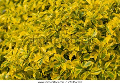 Closeup Shot Euonymus Japonicus Hedge Garden Stock Photo 1993157132 ...