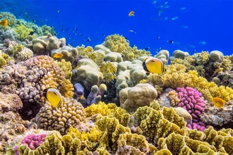 We Can Save Earth's Coral Reefs - Scientific American