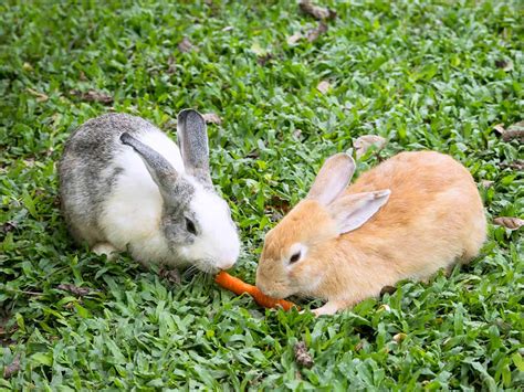 The Right Way to Feed Wildlife in the Winter