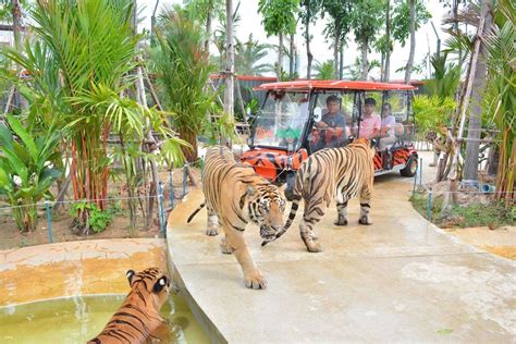 Tiger Park Pattaya Admission Ticket | Thailand - Special Promotion at ...