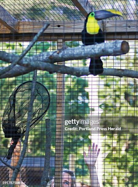 Toucan Cage Photos and Premium High Res Pictures - Getty Images