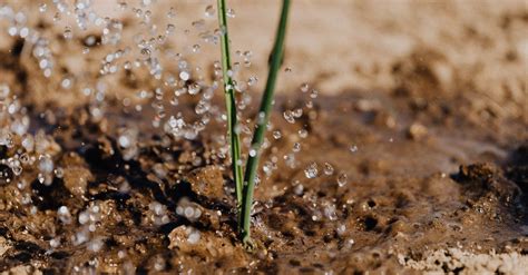 Watering process of thin green sprout · Free Stock Photo