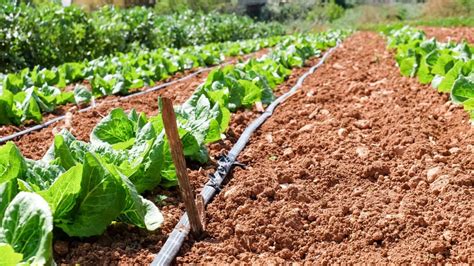 How to Build a Greenhouse Drip Irrigation System - Greenhouse Info