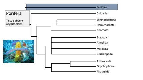 Porifera | Digital Atlas of Ancient Life