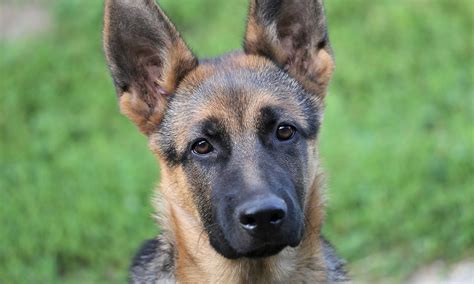 Most Poplar German Shepherd Names – Pet Guide Reviews