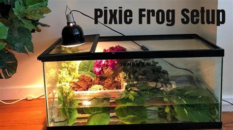 Pixie Frog Enclosure Setup - YouTube | Pixie, Setup, Frog