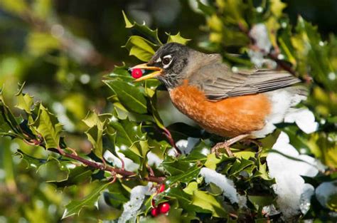 7 Plants That Attract Beautiful Bluebirds to Your Yard