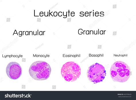 Leukocyte Series White Blood Cells Series Lymphocyte | Free Nude Porn ...