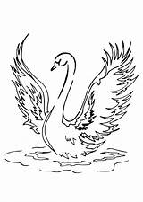 Fantastic Swan Coloring Pages Printable Kids You Should Have  Creative sketch template