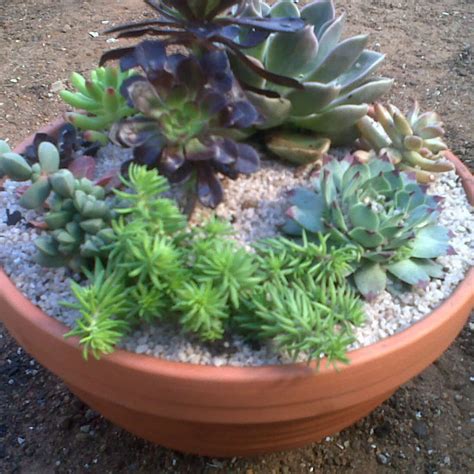 How to Plant Your Own Succulent Bowl | World of Succulents