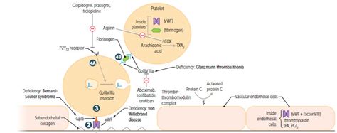 Coagulation Cascade - Dr. Paul Mirdamadi DDS