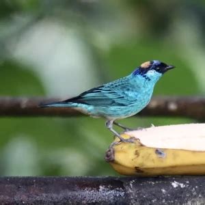 Golden-naped tanager - Facts, Diet, Habitat & Pictures on Animalia.bio