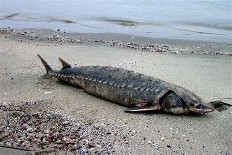 Atlantic Sturgeon – "OCEAN TREASURES" Memorial Library