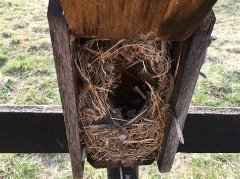 Invasive Species Spotlight - House Sparrow - Getting More on the Ground