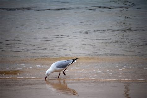 Seagull Bird Beach - Free photo on Pixabay - Pixabay