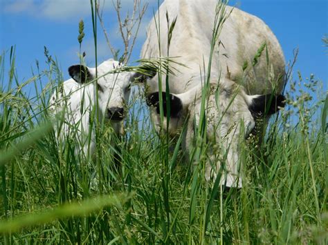 British White Cattle for Sale | Rolling Hills Cattle Co. | British ...