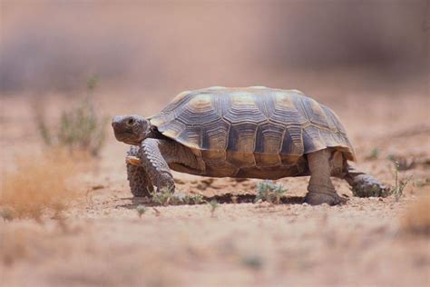 California desert tortoises are hurtling toward extinction. Saving them won't be easy - TrendRadars