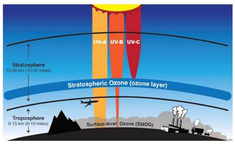 Ozone – Environmental Biology