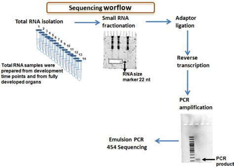 Outline of the experimental protocol used for preparation of small RNA ...