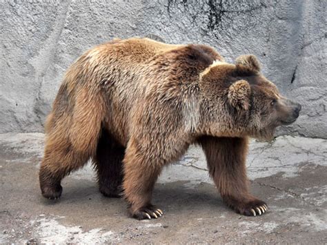 Ursus arctos isabellinus / Himalayan brown bear in Tashkent Zoo