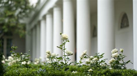 The Fascinating History Of The White House Rose Garden