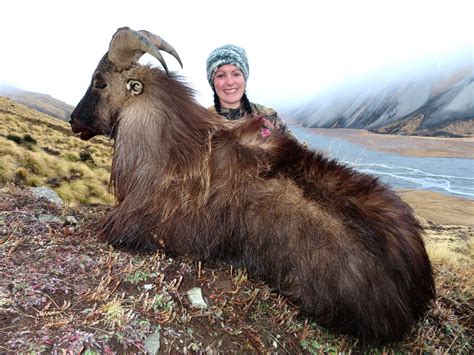 NZ Bull Tahr Hunting Safaris with New Zealand Safaris