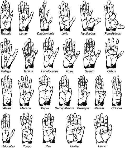 new_web_The-hands-of-primates-As-compared-to-other-living-hominoids-last-row-humans-exhibit-a ...