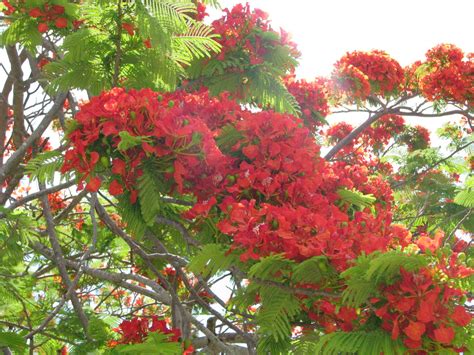 M/V Sea Eagle: Royal Poinciana Tree