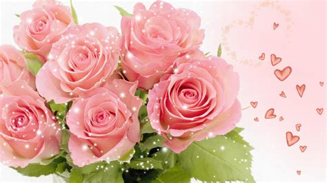 Pink Rose Pictures download free | PixelsTalk.Net