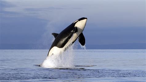 Orcas: Apex Predators Or Marine Park Stars? : Short Wave : NPR