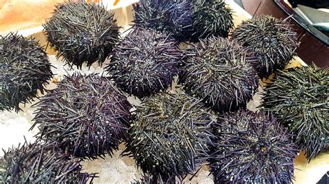 Sea Urchin Cooking and Eating Tips - Walter Purkis and Sons