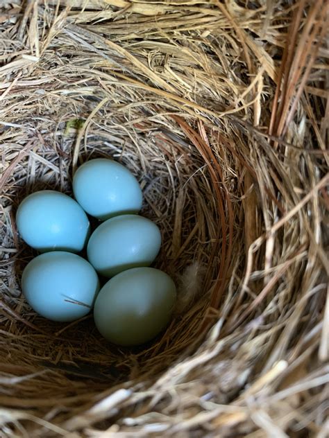 Bluebird Nestbox Monitoring Volunteer Training - JugBay Wetlands Sanctuary