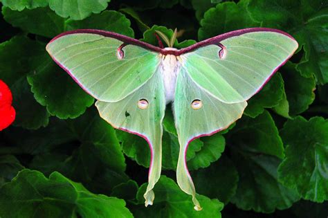 How to Attract Luna Moths to Your Garden