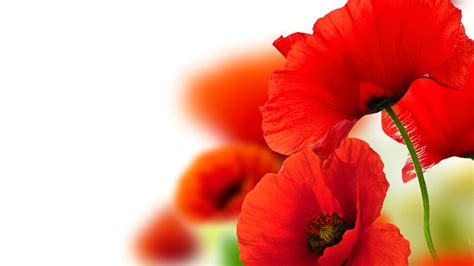 Desktop Wallpaper Red Poppy Flower, Close Up, Hd Image, Picture, Background, Uyfim8