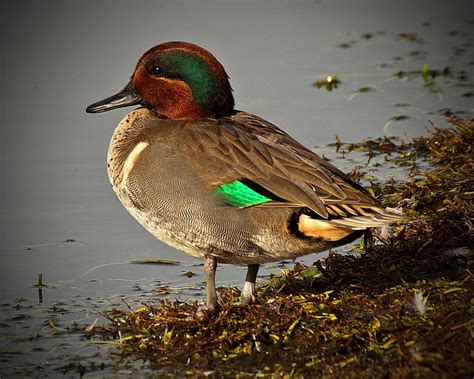 Green Winged Teal Duck Photograph