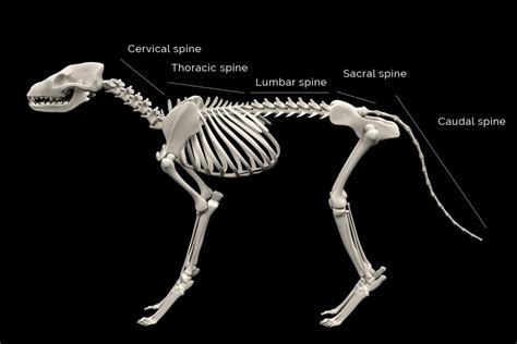 Is A Dogs Tail Cartilage Or Bone