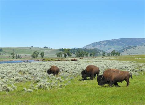 Yellowstone in Spring - Naturetrek